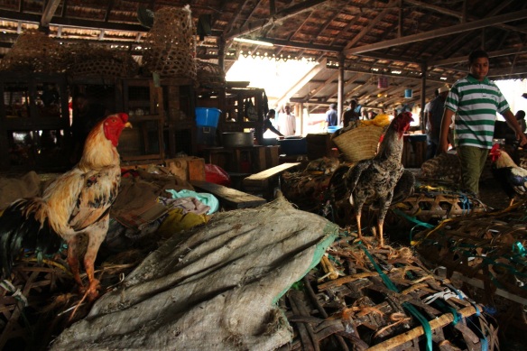 Two roosters cock their heads (no pun intended... or maybe intended) at me from atop the cages that hold hens in the poultry area of Darajani market. Photo by Gemina Garland-Lewis. 